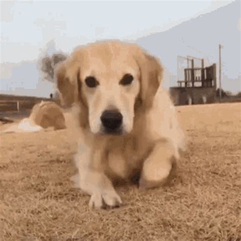 dog happy gif|smiling dog meme gif.